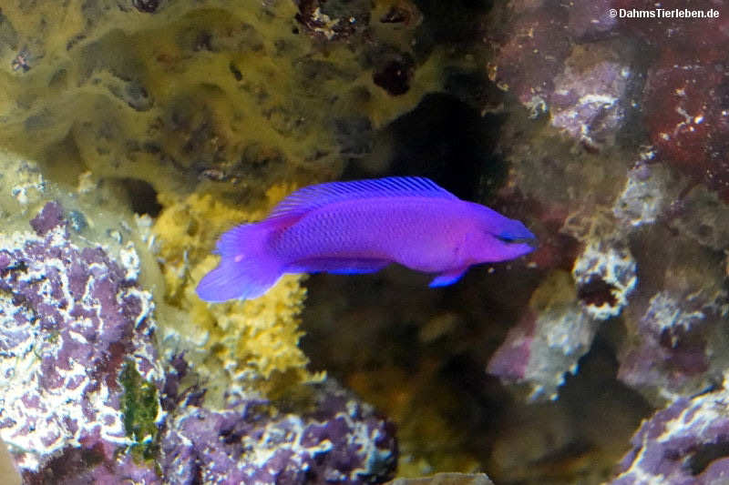 Pseudochromis fridmani