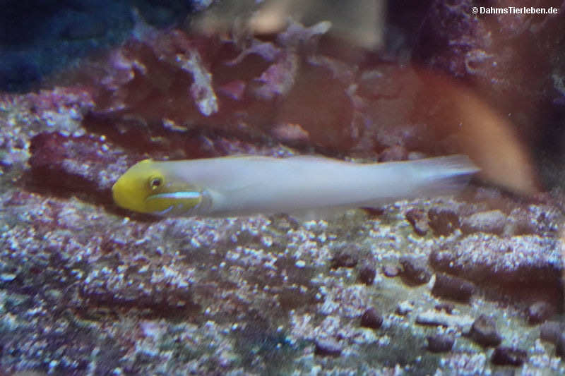 Valenciennea strigata
