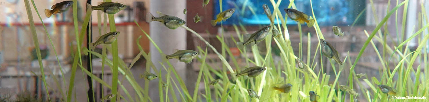 Xiphophorus couchianus