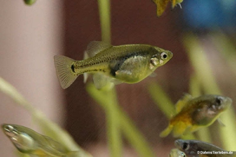 Xiphophorus couchianus