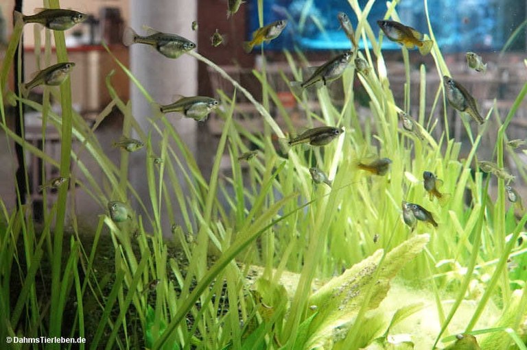 Xiphophorus couchianus