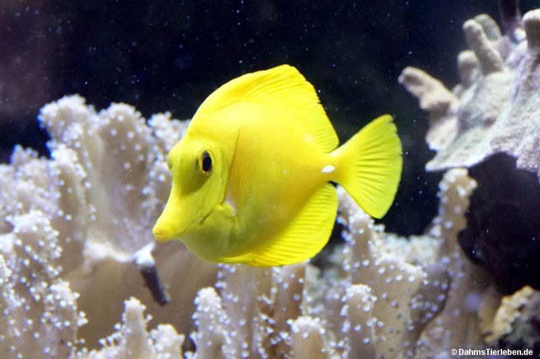 Zebrasoma flavescens