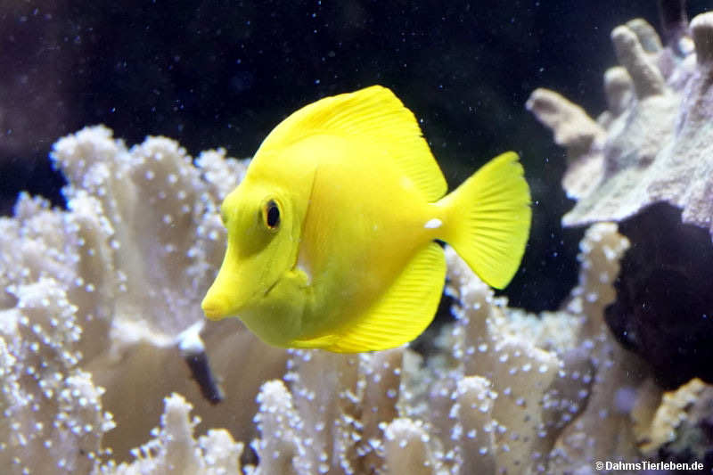 Zebrasoma flavescens