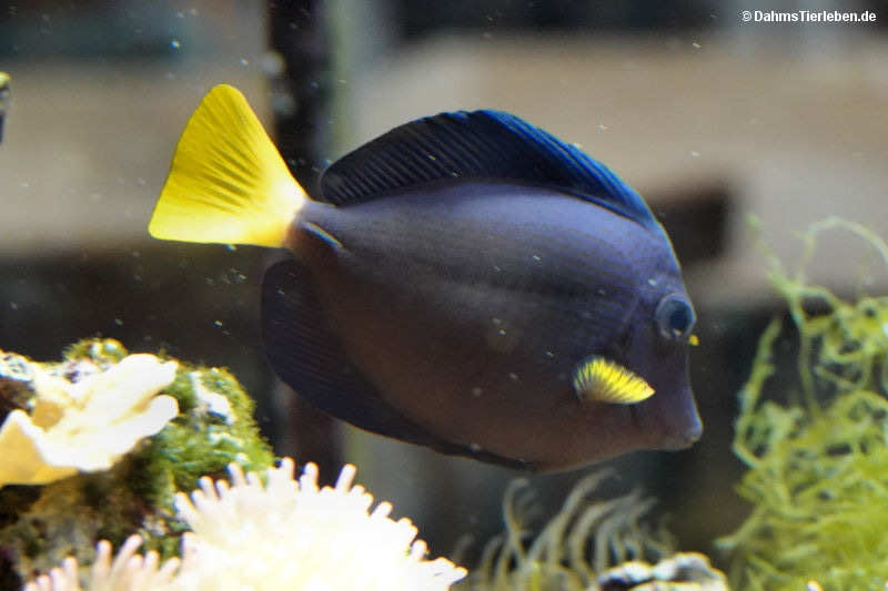 Blauer Segelflossen-Doktorfisch
Zebrasoma xanthurum) Zebrasoma xanthurum