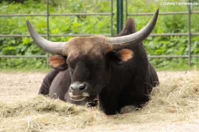 Gayal, die domestizierte Form des Gaur