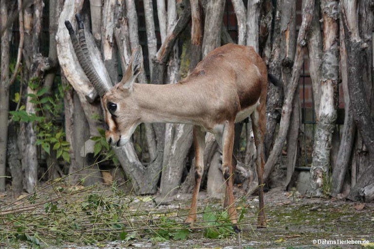 Gazella cuvieri