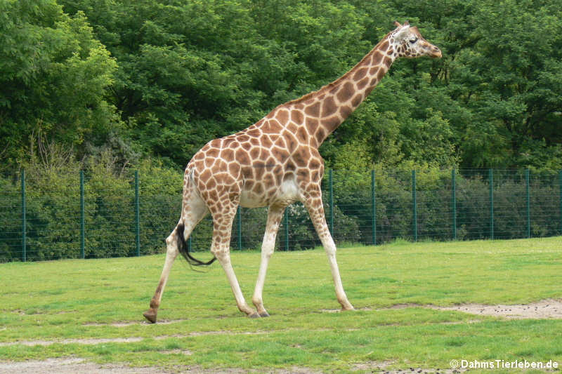 Rothschild-Giraffe (Giraffa camelopardalis rothschildi)