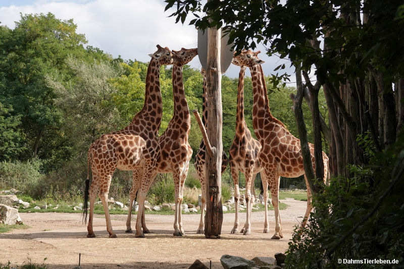 Giraffa camelopardalis rothschildi