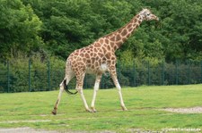 Rothschildgiraffe (Giraffa camelopardalis rothschildi) im Tierpark Berlin