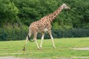 Giraffa camelopardalis rothschildi