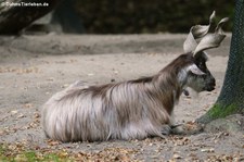 Girgentana-Ziege im Tierpark Berlin