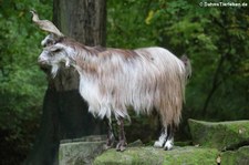 Girgentana-Ziege im Tierpark Berlin