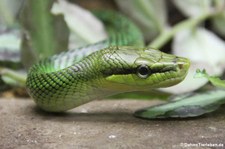 Spitzkopfnatter (Gonyosoma oxycephalum) im Tierpark Berlin