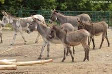 Zwergesel (Equus africanus f. asinus) im Tierpark Berlin