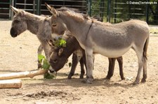 Zwergesel (Equus africanus f. asinus) im Tierpark Berlin