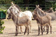 Zwergesel (Equus africanus f. asinus) im Tierpark Berlin