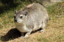 Buschschliefer (Heterohyrax brucei) im Tierpark Berlin