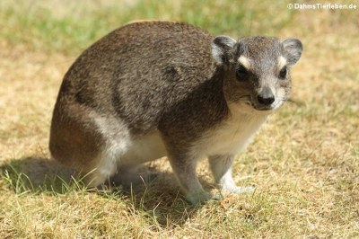 Buschschliefer (Heterohyrax brucei)