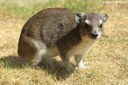 Heterohyrax brucei