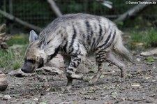 Streifenhyäne (Hyaena hyaena sultana) im Tierpark Berlin