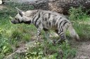 Hyaena hyaena sultana