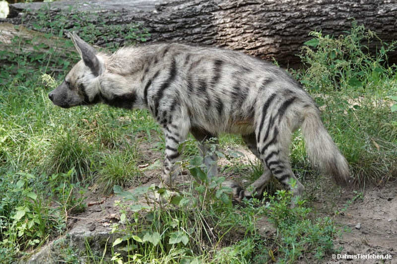 Arabische Streifenhyäne (Hyaena hyaena sultana)