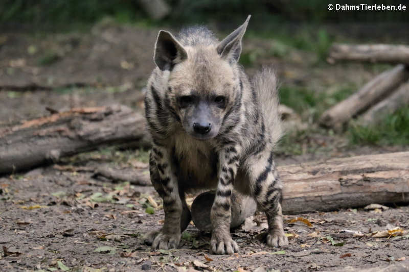 Arabische Streifenhyäne (Hyaena hyaena sultana)