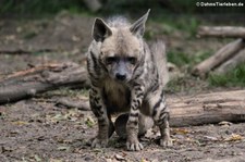 Streifenhyäne (Hyaena hyaena sultana) im Tierpark Berlin