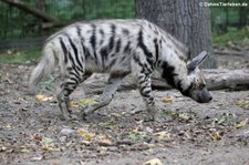 Streifenhyäne (Hyaena hyaena sultana) im Tierpark Berlin