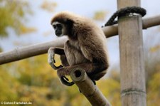 Weißhandgibbon (Hylobates lar) im Tierpark Berlin