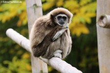 Weißhandgibbon (Hylobates lar) im Tierpark Berlin