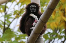 Weißhandgibbon (Hylobates lar) im Tierpark Berlin