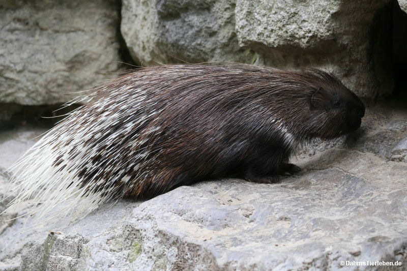 Hystrix indica