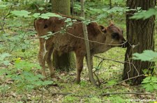 Junger Kaukasus-Zebu (Bos primigenius f. taurus) im Tierpark Berlin