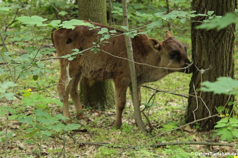 Kaukasus-Zwergzebu-2