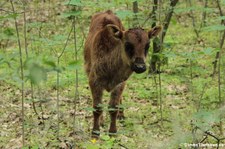 Junger Kaukasus-Zebu (Bos primigenius f. taurus) im Tierpark Berlin