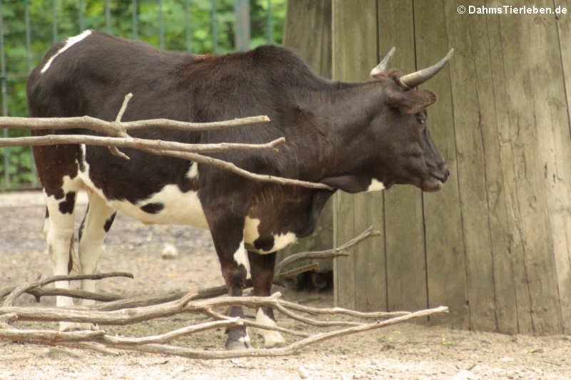 Kaukasus-Zebu (Bos primigenius f. taurus)