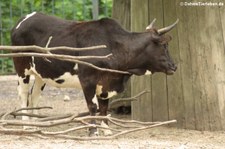 Kaukasus-Zebu (Bos primigenius f. taurus) im Tierpark Berlin