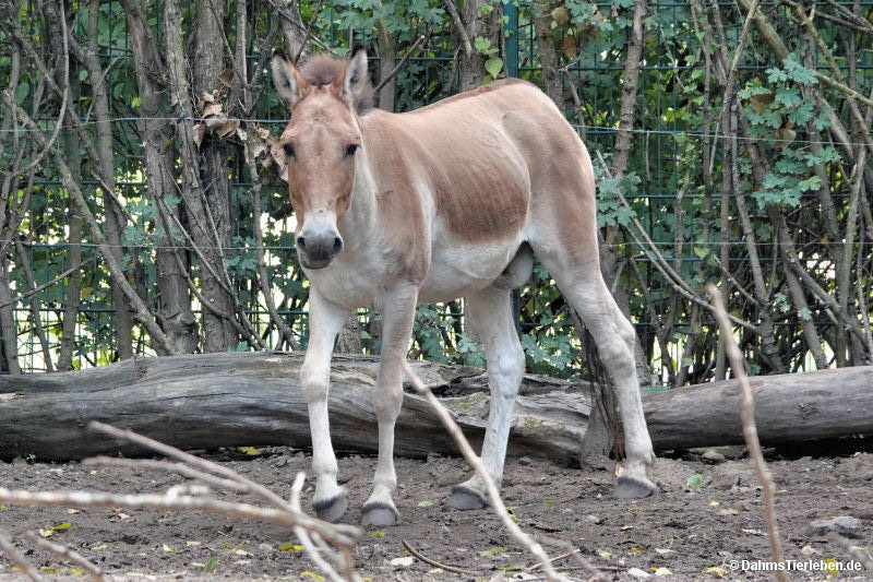 Equus kiang holdereri
