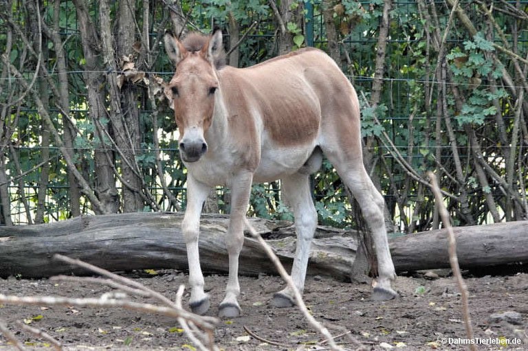 Equus kiang holdereri
