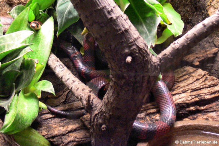 Lampropeltis triangulum hondurensis