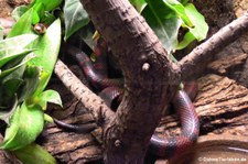 Honduras-Königsnatter (Lampropeltis triangulum hondurensis) im Tierpark Berlin