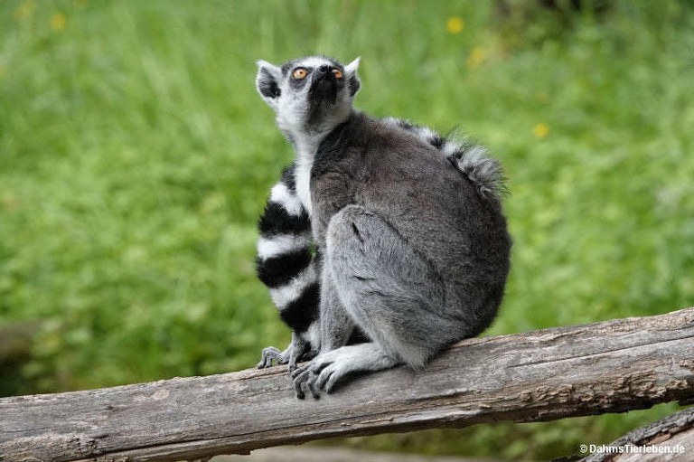 Lemur catta
