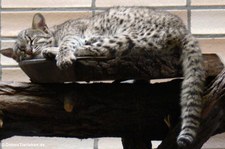 Kleinfleckkatze (Leopardus geoffroyi) im Tierpark Berlin