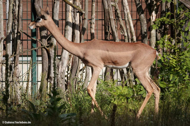 Litocranius walleri walleri