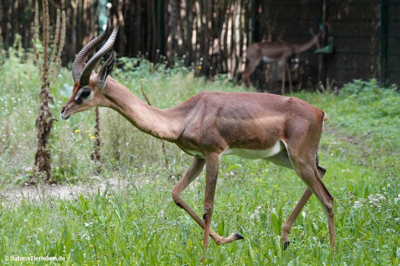 Litocranius walleri walleri