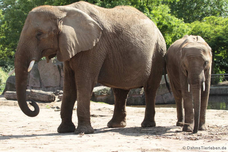 Afrikanische Elefanten (Loxodonta africana)