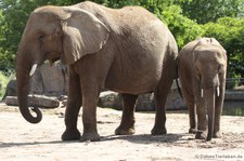 Afrikanische Elefanten (Loxodonta africana) im Tierpark Berlin