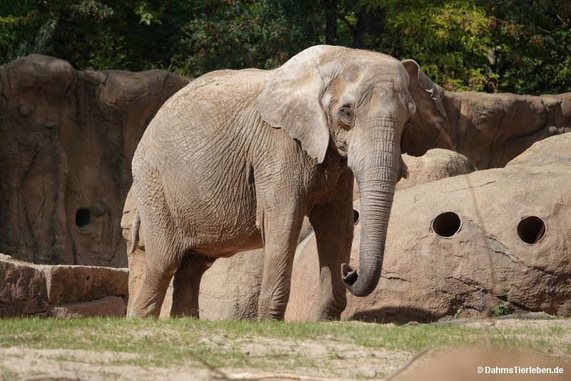 Loxodonta africana-2