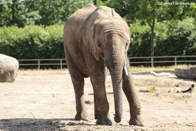 Loxodonta africana